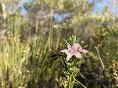 Philotheca queenslandica