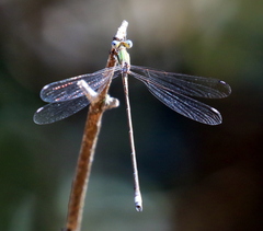 Lestes virgatus