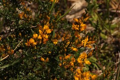 Genista triacanthos