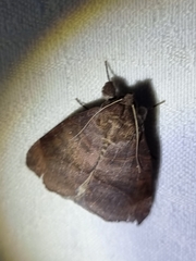 Bastilla hamatilis