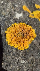 Xanthoria calcicola