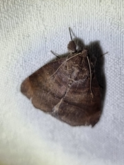 Bastilla hamatilis
