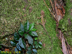 Diploderma polygonatum xanthostomum