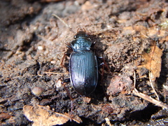 Nebria brevicollis