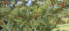 Taxus