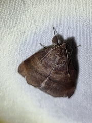 Bastilla hamatilis