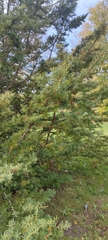Taxus