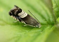 Grapholita compositella