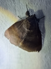Bastilla hamatilis