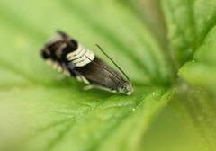 Grapholita compositella