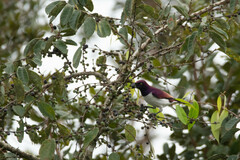 Cinnyricinclus leucogaster