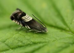 Grapholita compositella