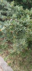 Taxus