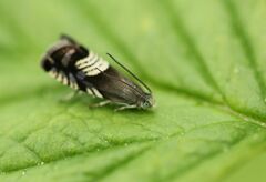 Grapholita compositella