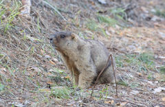 Marmota kastschenkoi