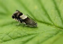 Grapholita compositella