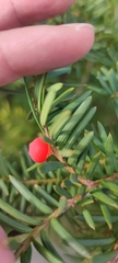 Taxus