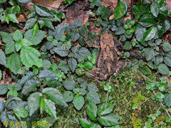 Bufo bankorensis