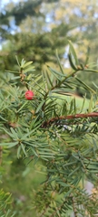 Taxus