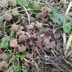 Coprinellus disseminatus