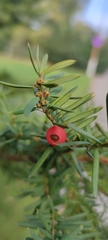 Taxus