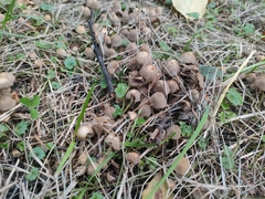 Coprinellus disseminatus