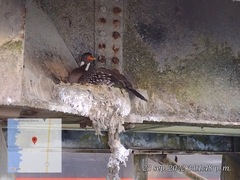 Poikilocarbo gaimardi