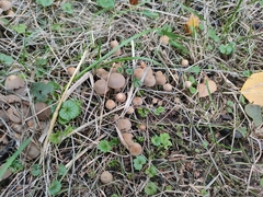Coprinellus disseminatus