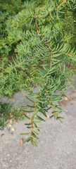Taxus