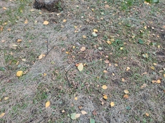 Coprinellus disseminatus