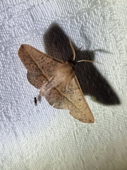 Antictenia punctunculus