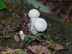 Lycoperdon spadiceum