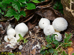 Lycoperdon spadiceum