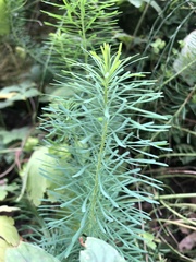 Euphorbia cyparissias