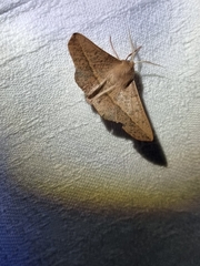 Antictenia punctunculus