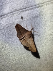 Antictenia punctunculus