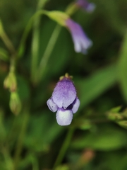 Torenia crustacea