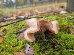 Singerocybe clitocyboides