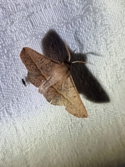 Antictenia punctunculus