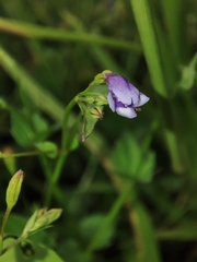 Torenia crustacea