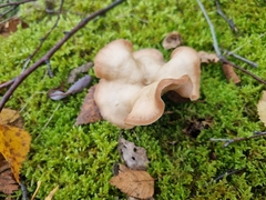 Singerocybe clitocyboides