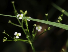 Alisma plantago-aquatica