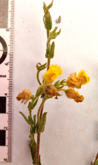 Hermannia stipulacea