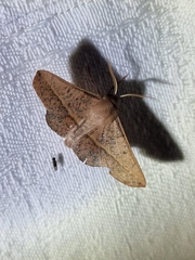 Antictenia punctunculus