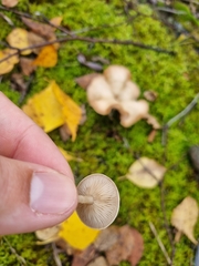 Singerocybe clitocyboides