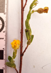 Hermannia stipulacea