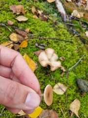Singerocybe clitocyboides