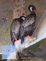 Poikilocarbo gaimardi