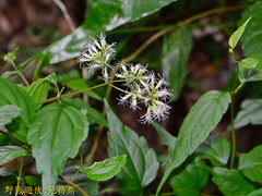 Eupatorium tashiroi