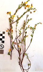 Hermannia stipulacea